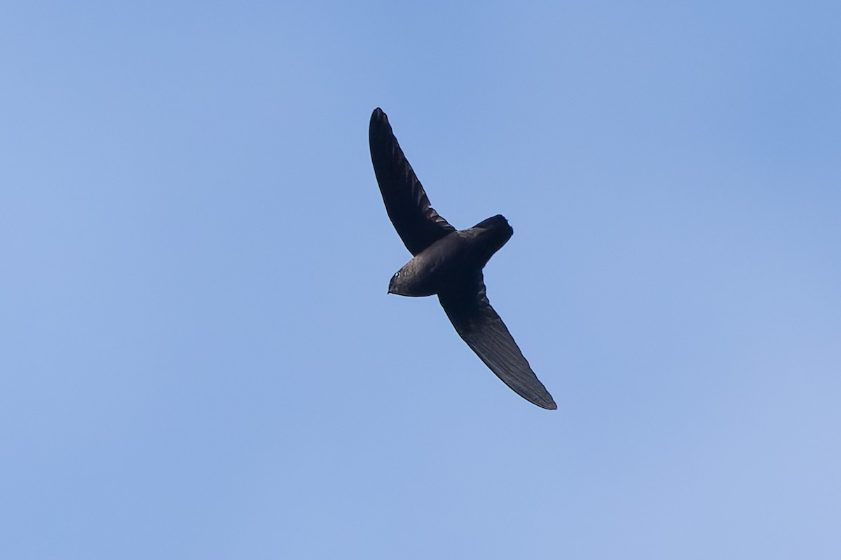 Martinik İğnekuyruğu - ML651098651