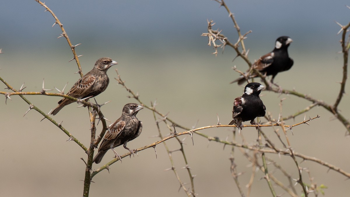 Weißwangenlerche - ML651098682