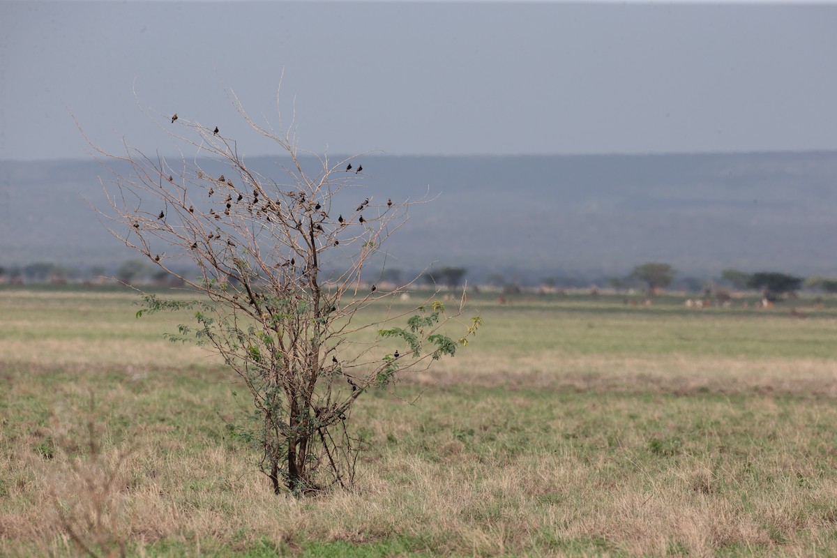 Weißwangenlerche - ML651098686