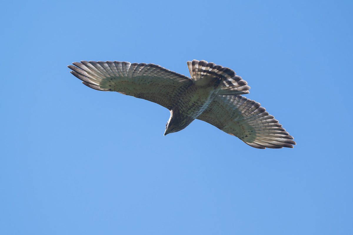 Geniş Kanatlı Şahin - ML651098719