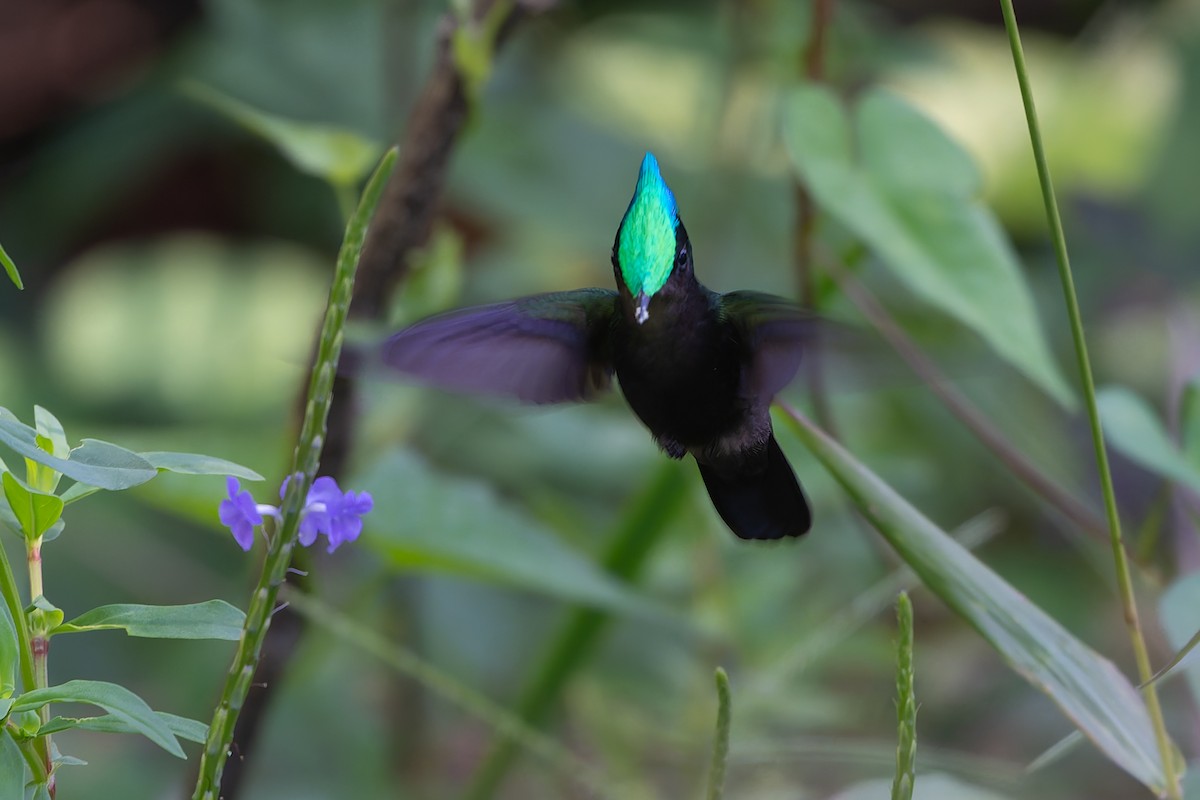 Tepeli Antil Kolibrisi - ML651098738