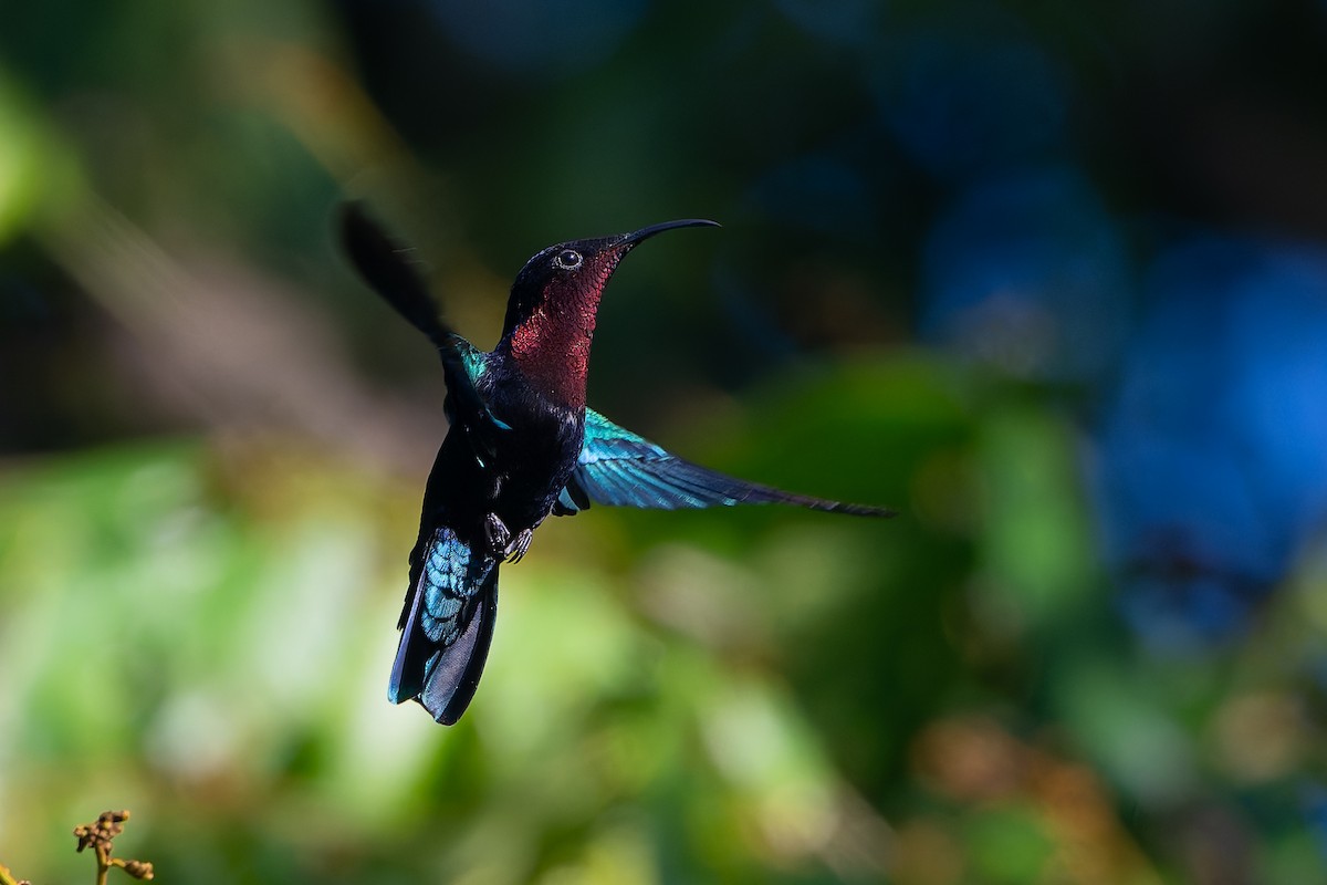 Mor Gerdanlı Karip - ML651098769