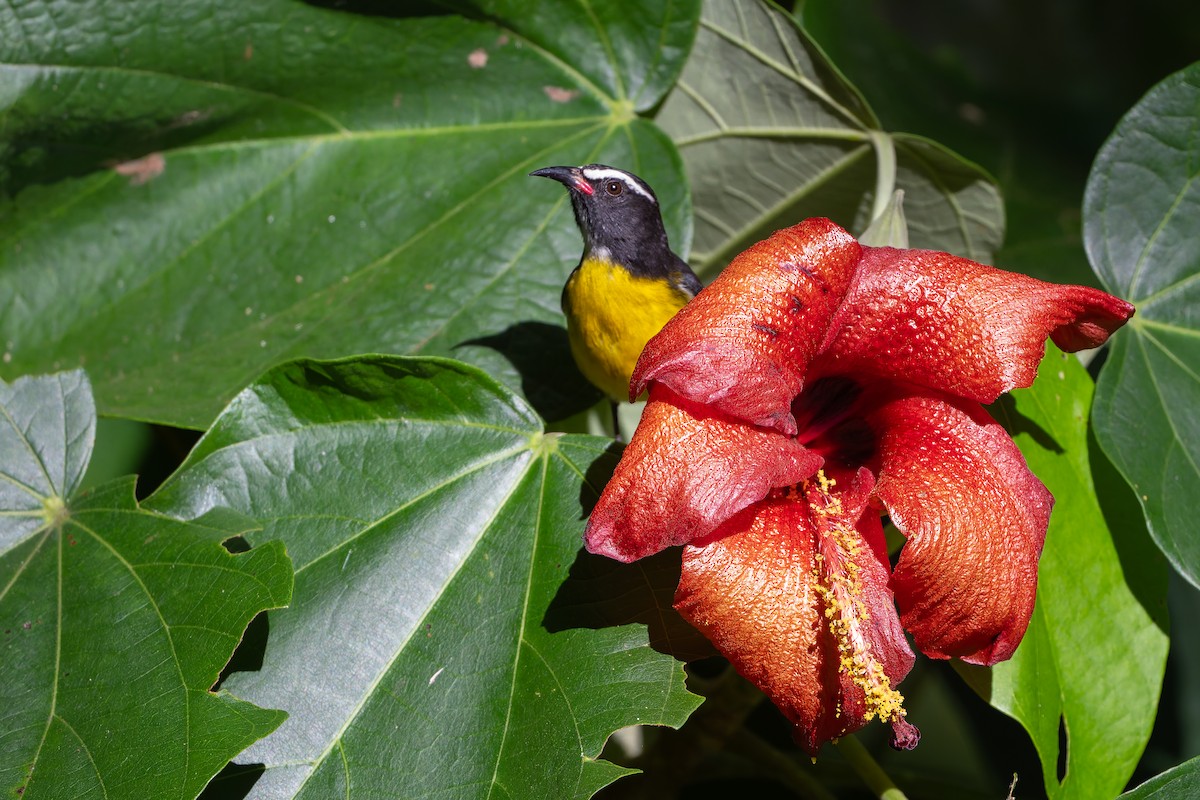 Bal Tangarası - ML651098782