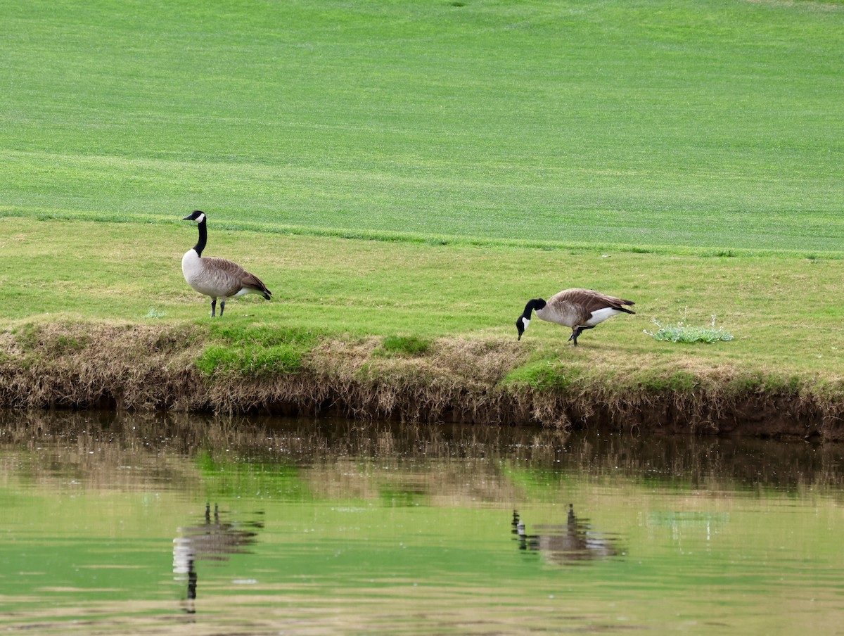 Canada Goose - ML651098788