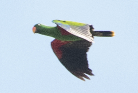 Papuan Eclectus - ML651098817