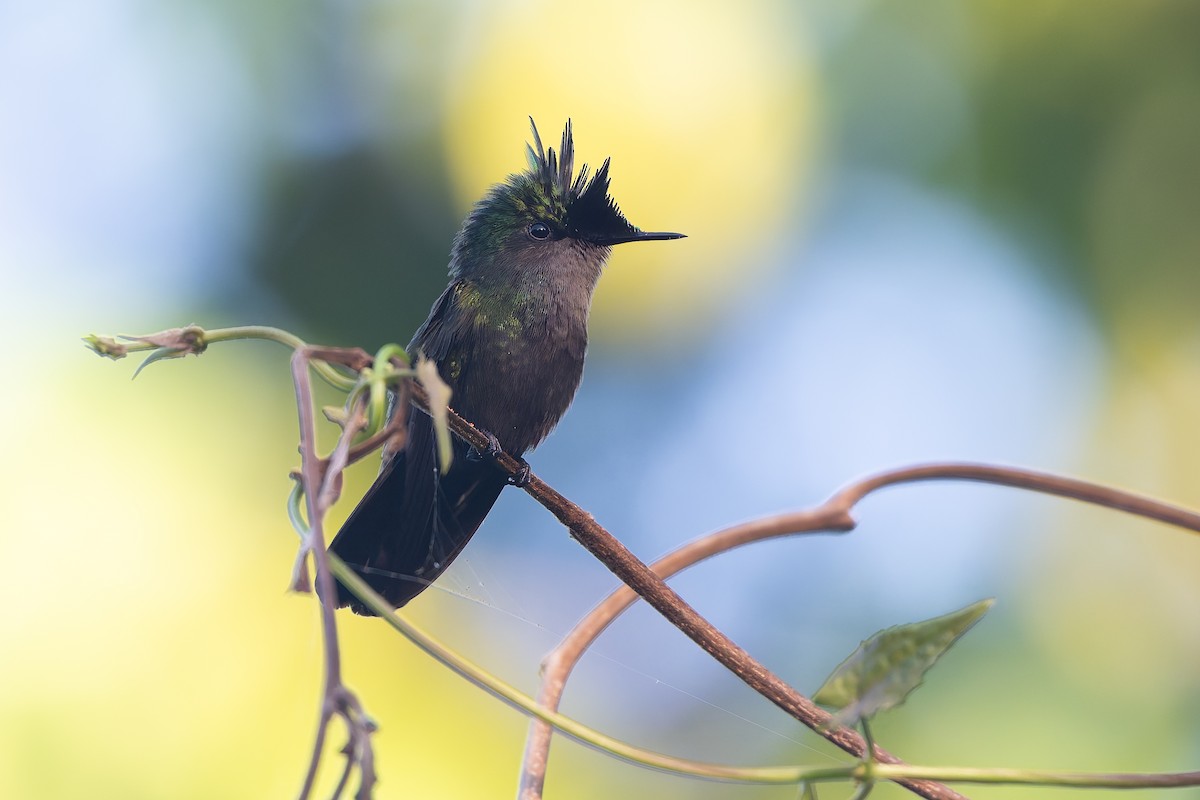 Tepeli Antil Kolibrisi - ML651098881