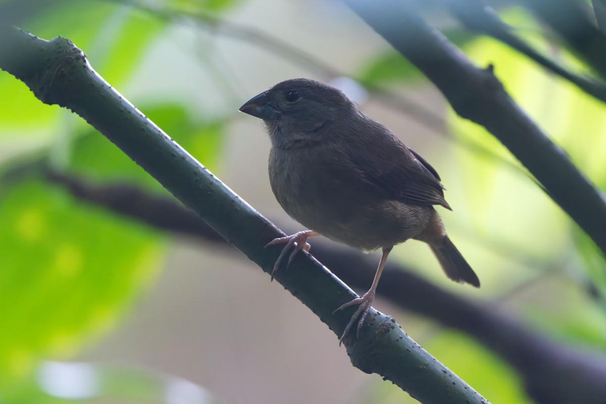 Saint Lucia Şakrağı - ML651098901