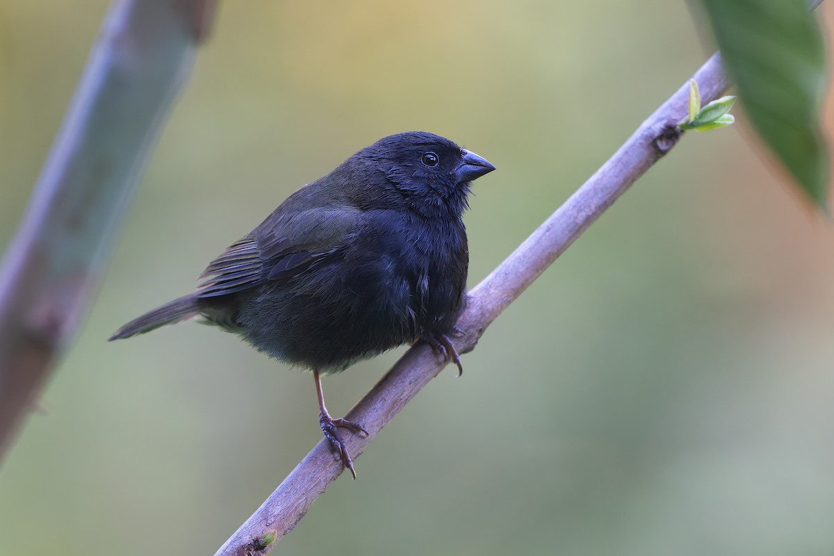 Kara Yüzlü Tohumcul - ML651098923