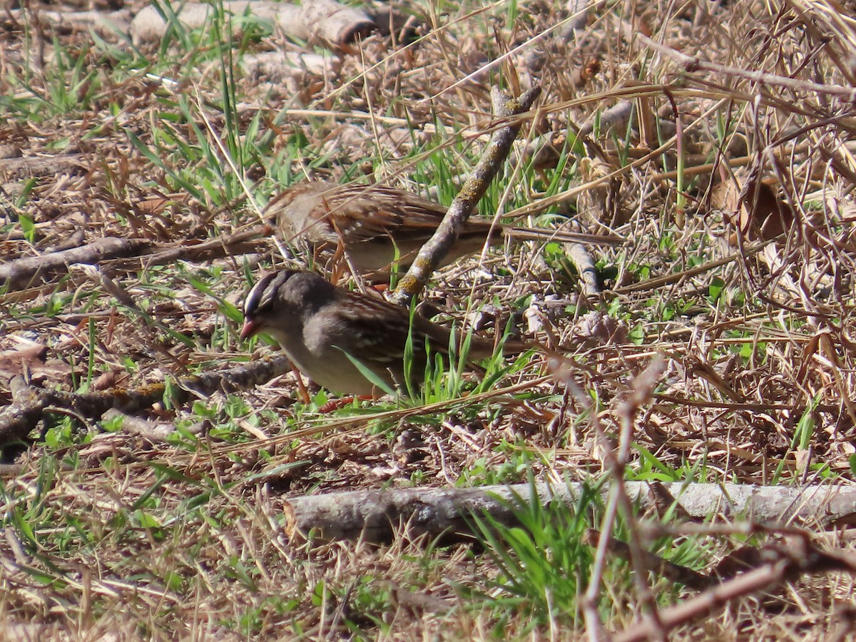 White-crowned Sparrow - ML651099027