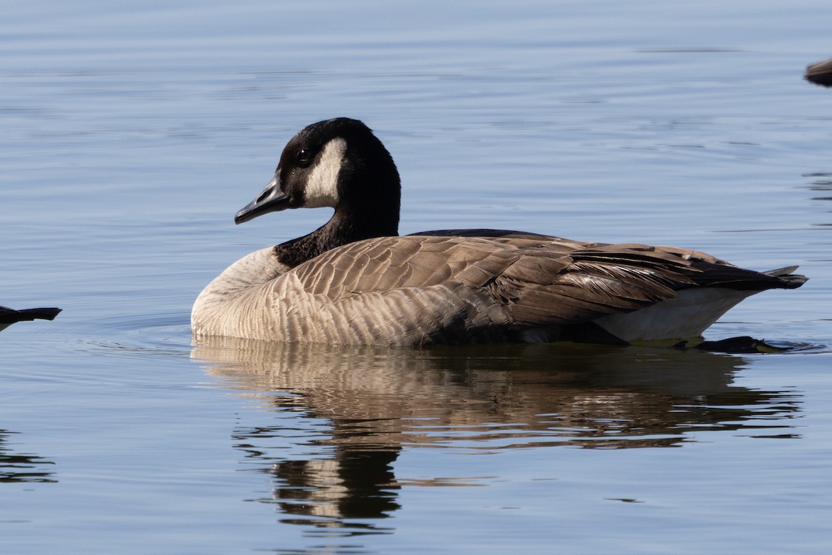 Canada Goose - ML651099049