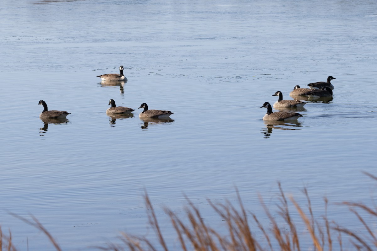 Canada Goose - ML651099051