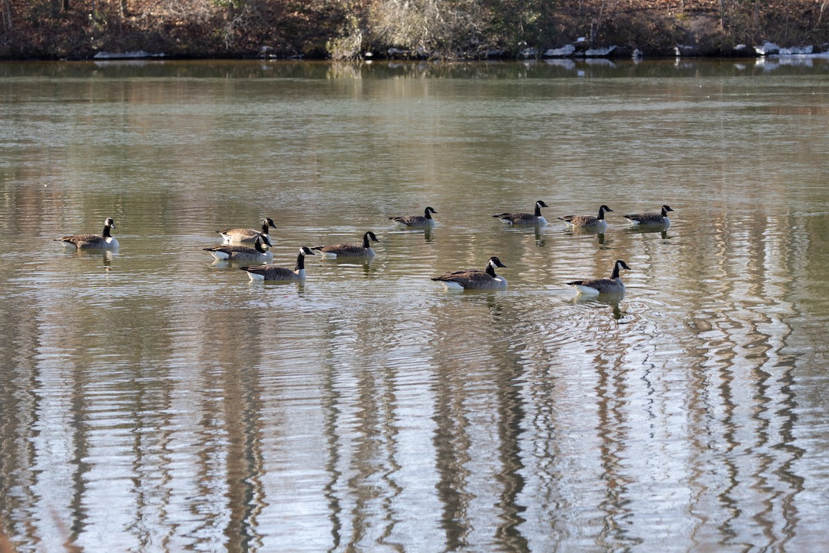 Canada Goose - ML651099052