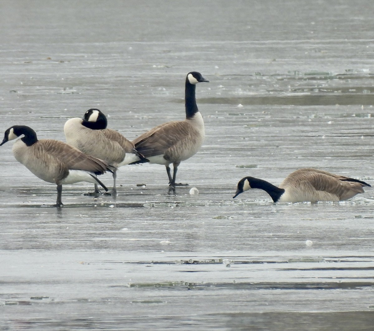 Canada Goose - ML651099053