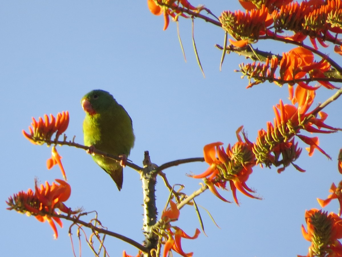 Orange-chinned Parakeet - ML651099057