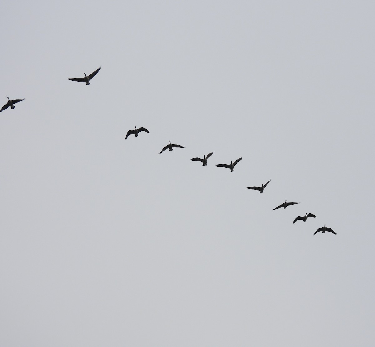 Canada Goose - ML651099067