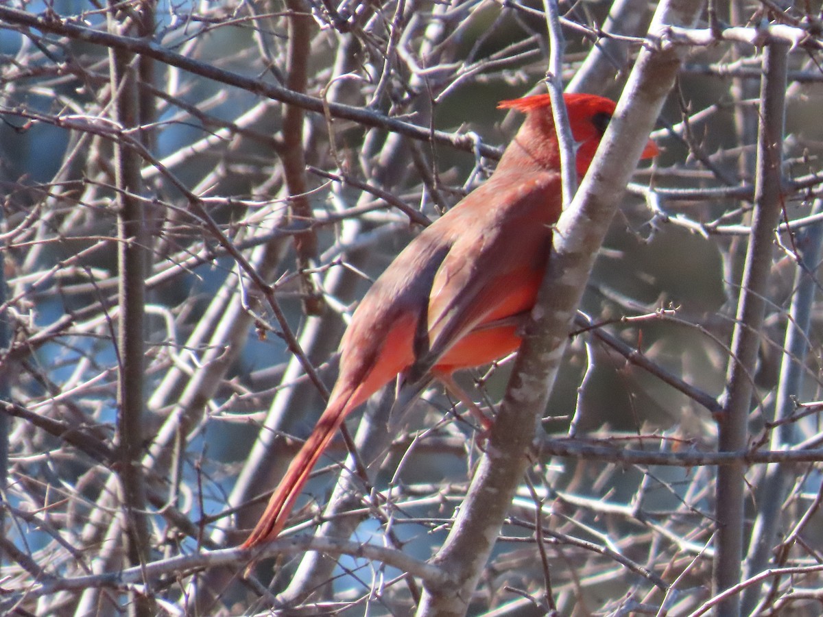 Northern Cardinal - ML651099074