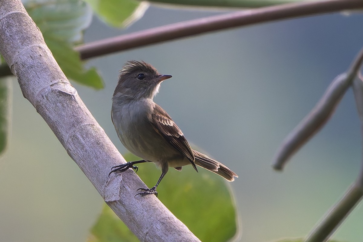 Küçük Antil Elenyası - ML651099146