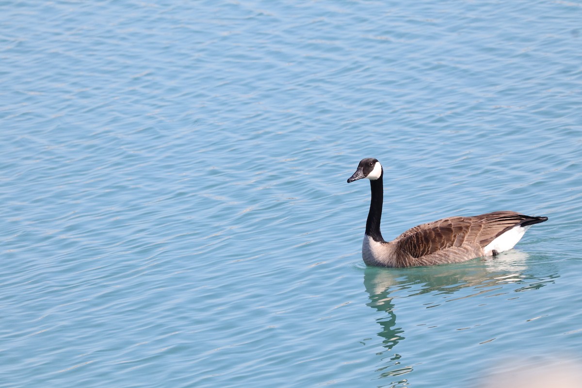 Canada Goose - ML651099161