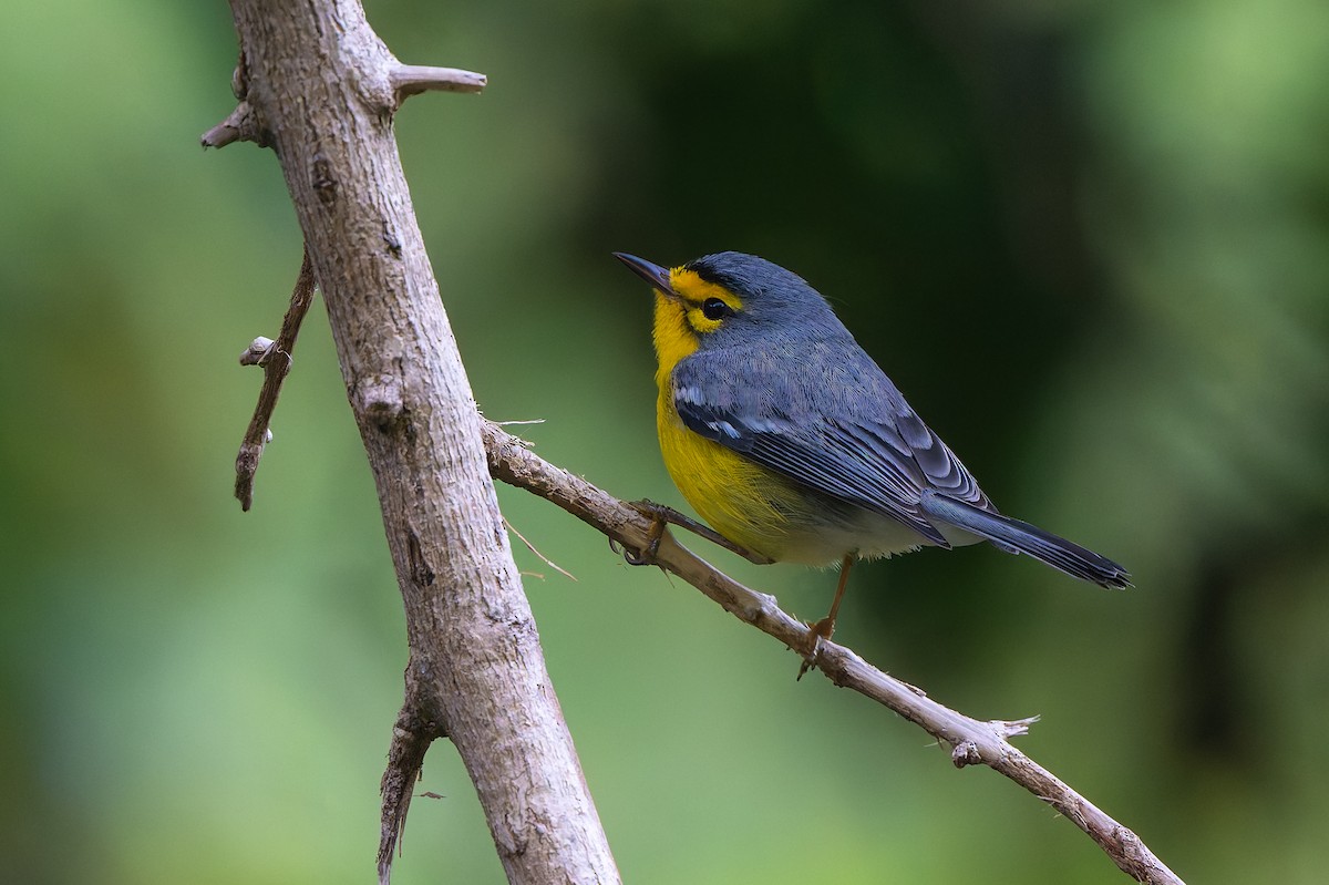 Saint Lucia Ötleğeni - ML651099207