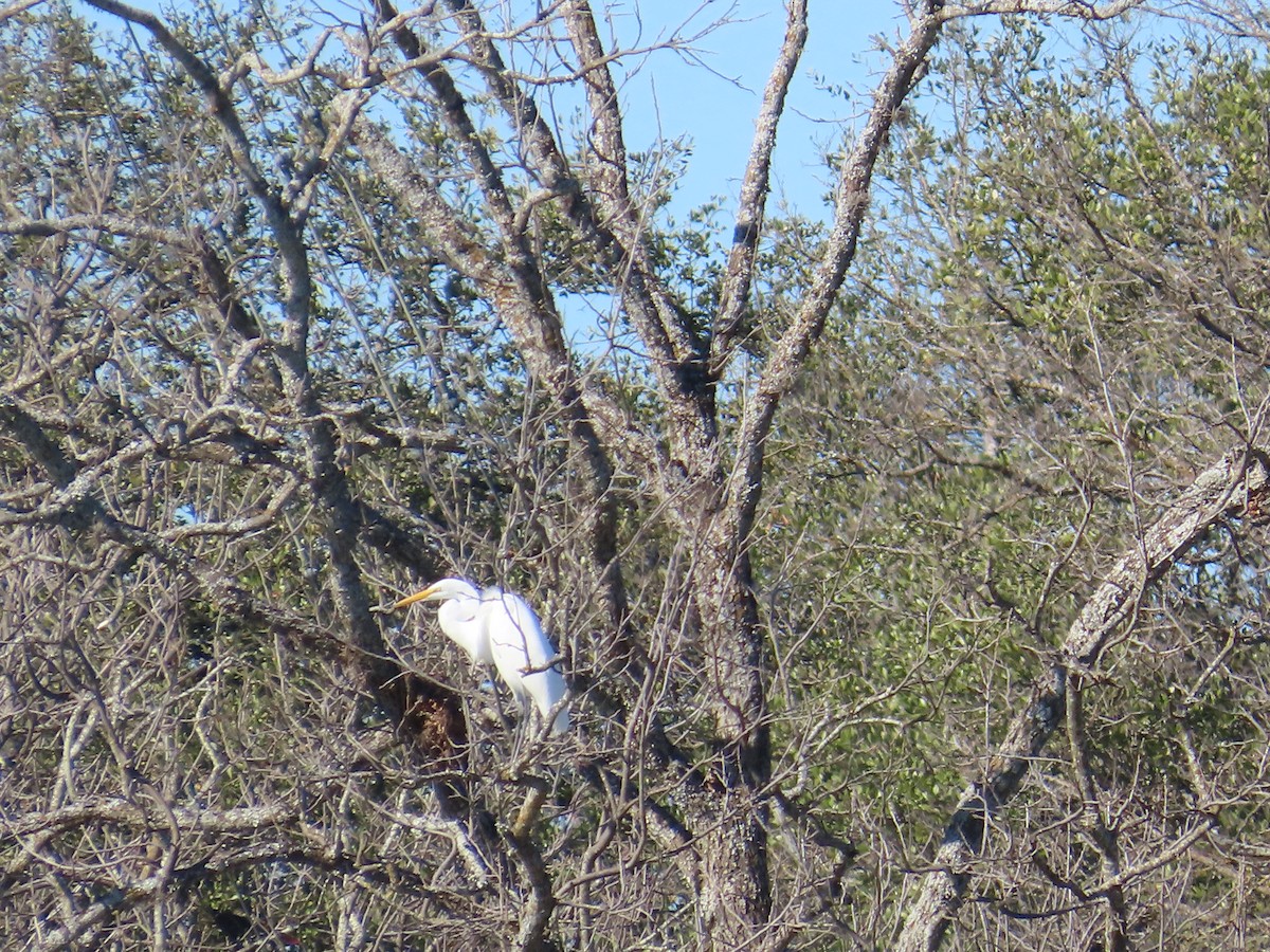 Great Egret - ML651099222