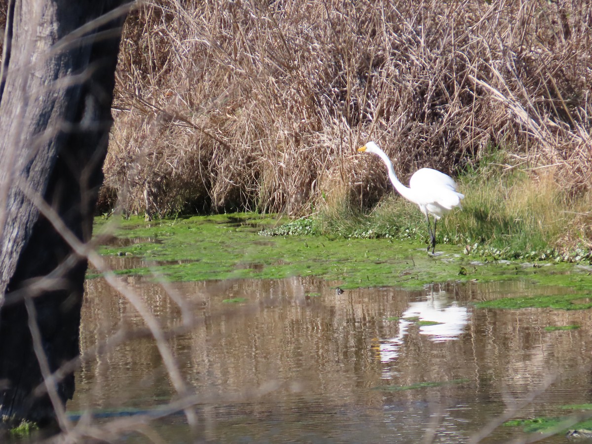 Great Egret - ML651099223