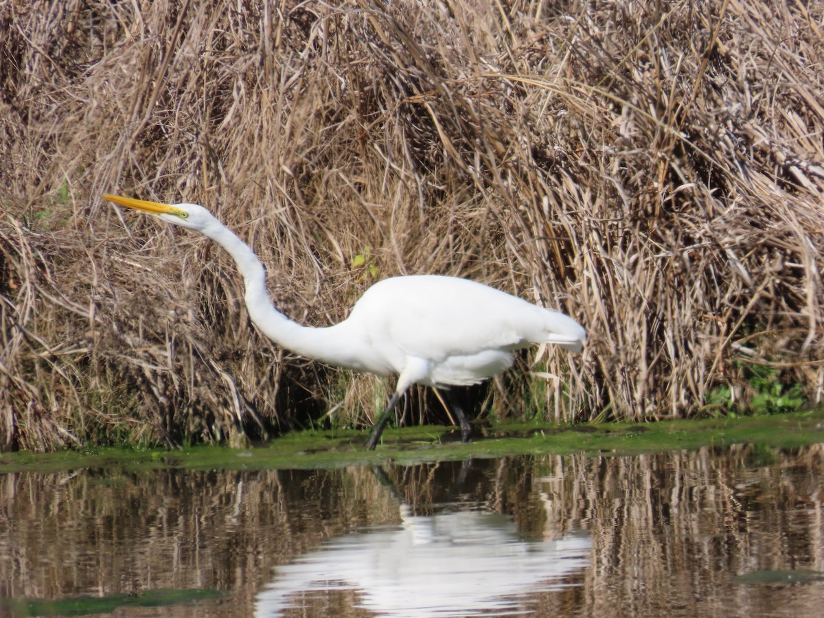 Great Egret - ML651099224