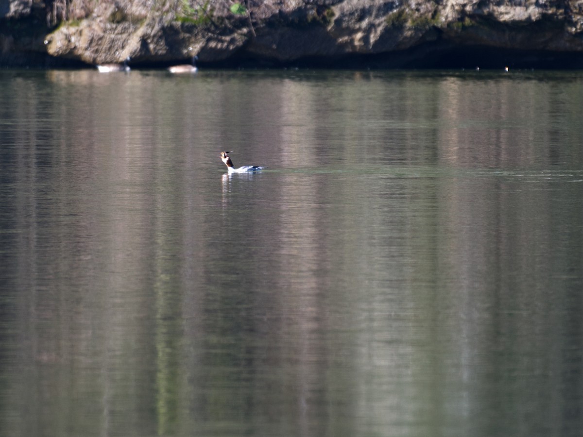 Smergo maggiore - ML651099234