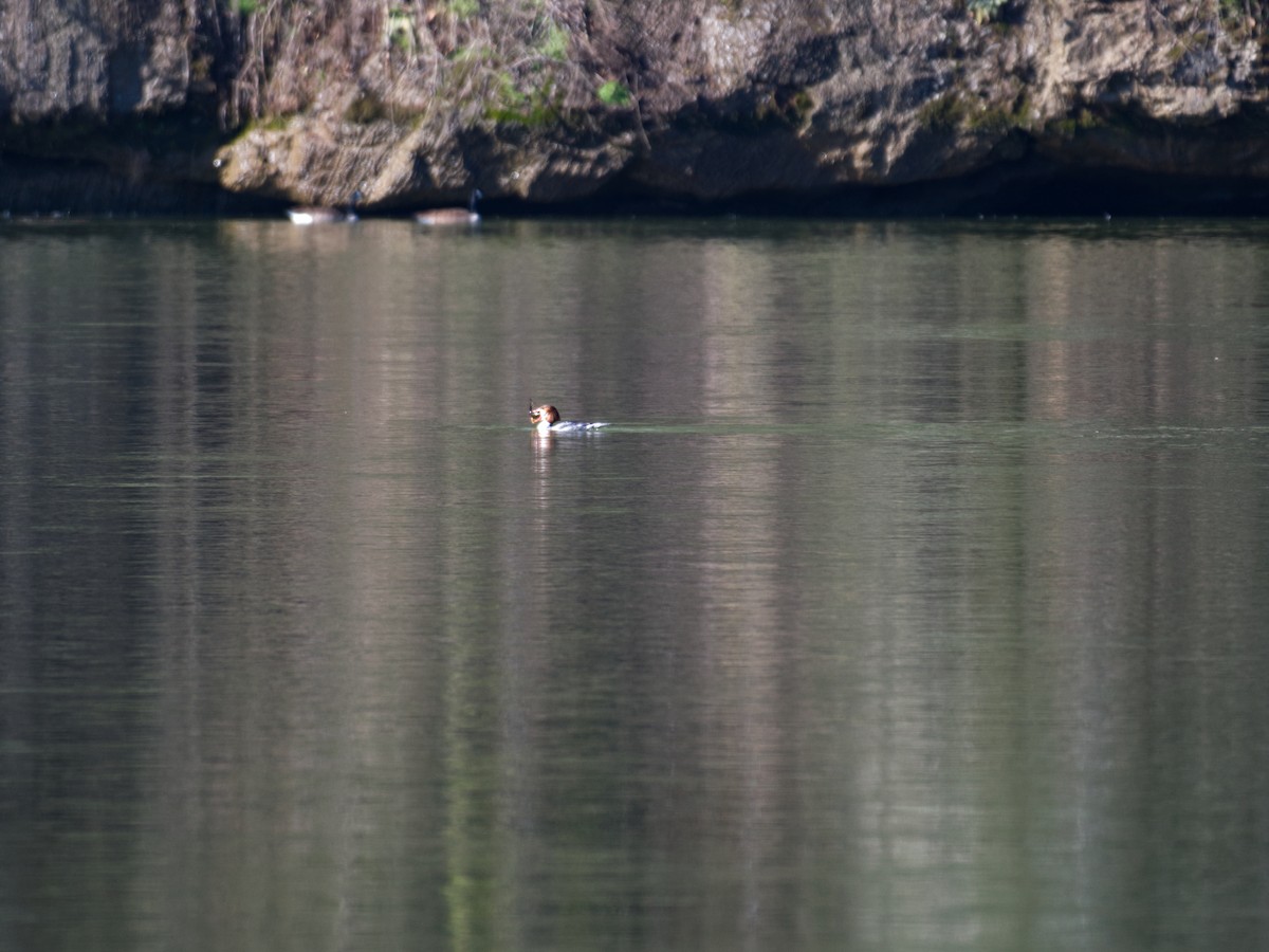 Smergo maggiore - ML651099235