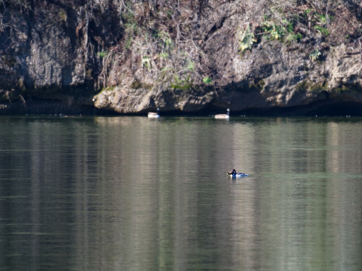 Smergo maggiore - ML651099236