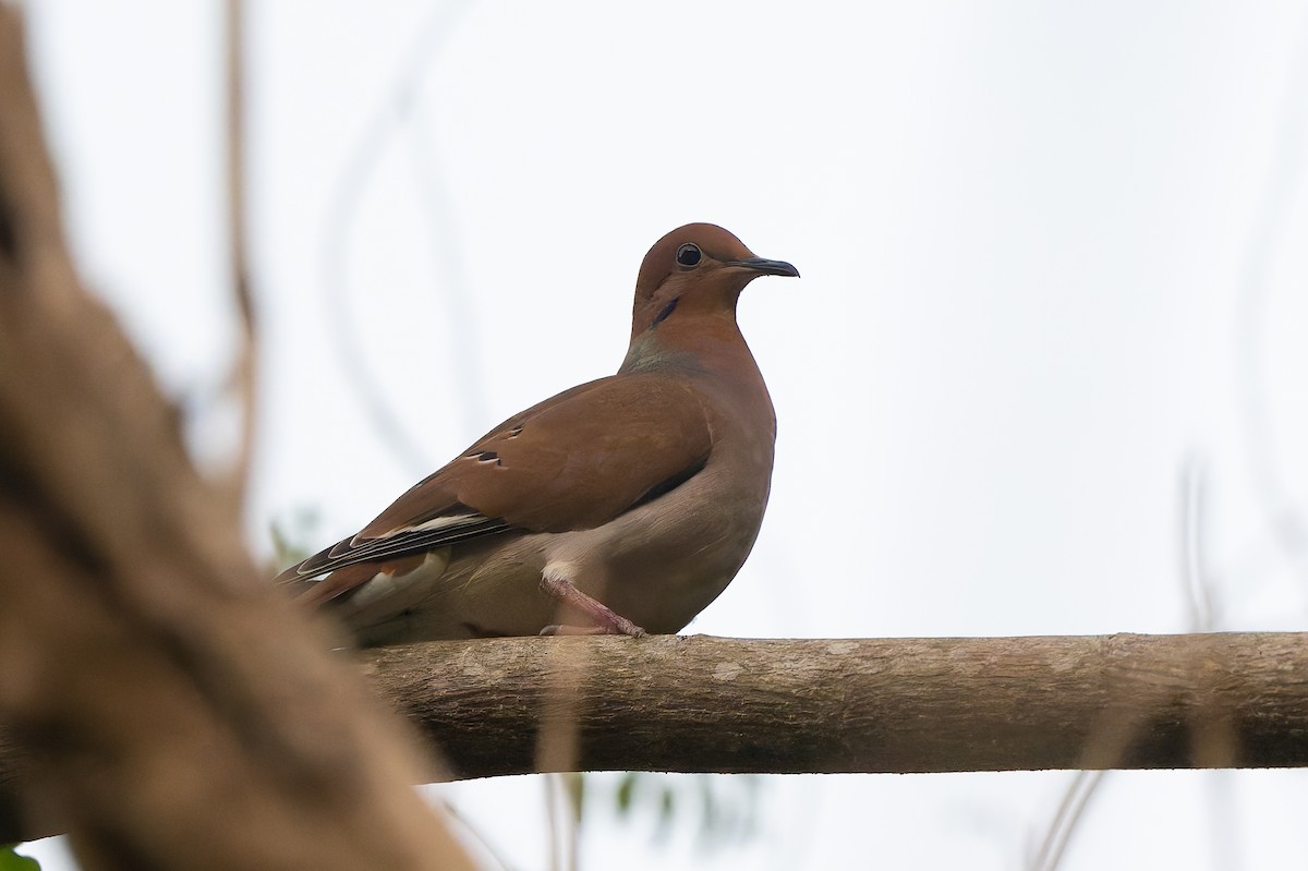 Zenaida Kumrusu - ML651099248