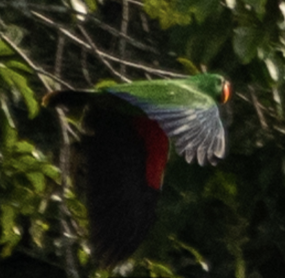 Papuan Eclectus - ML651099330