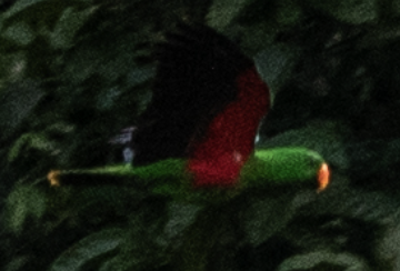 Papuan Eclectus - ML651099341