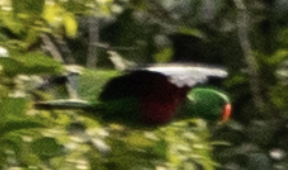 Papuan Eclectus - ML651099353