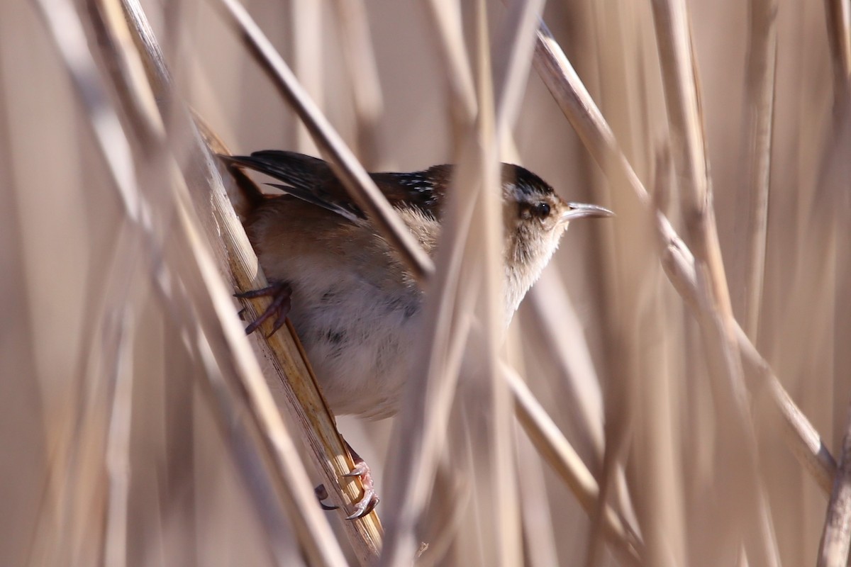 Marsh Wren - ML651099495