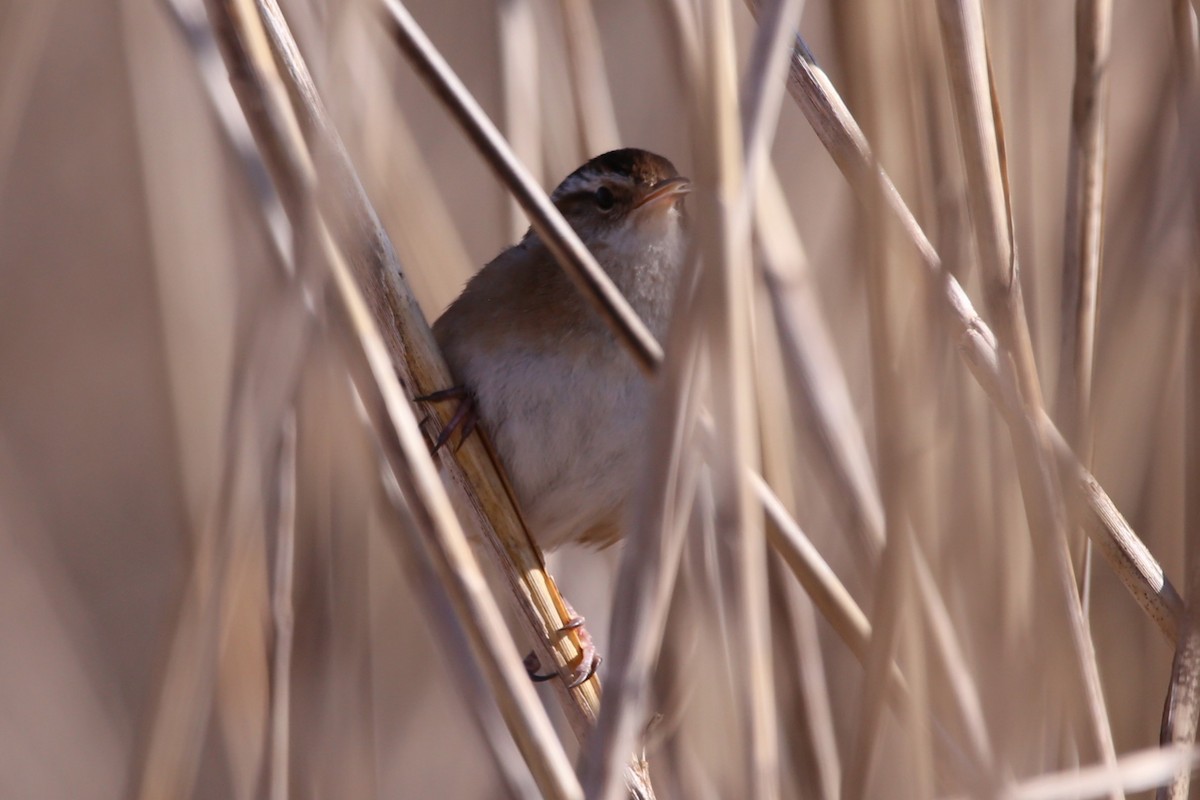 Marsh Wren - ML651099498