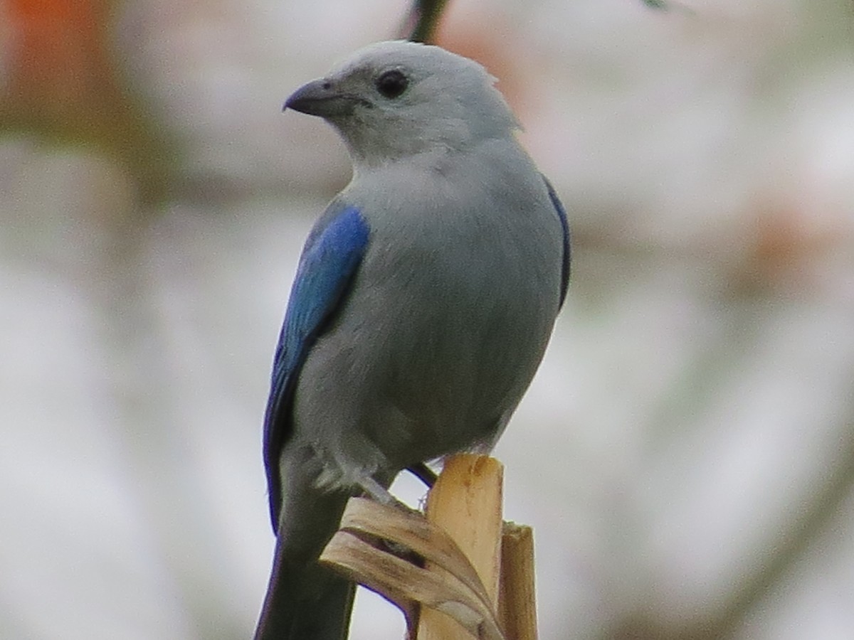 Blue-gray Tanager - ML651099515