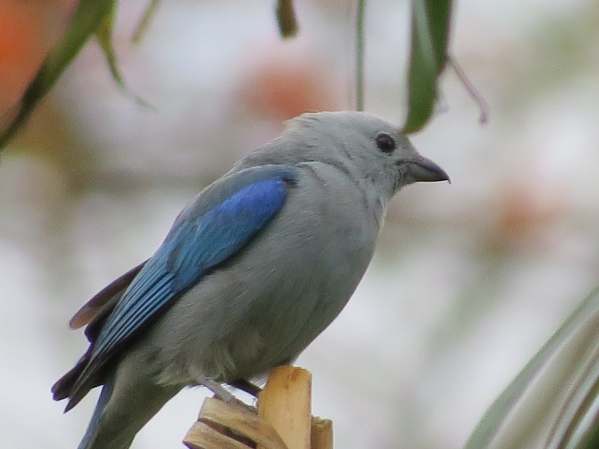 Blue-gray Tanager - ML651099516