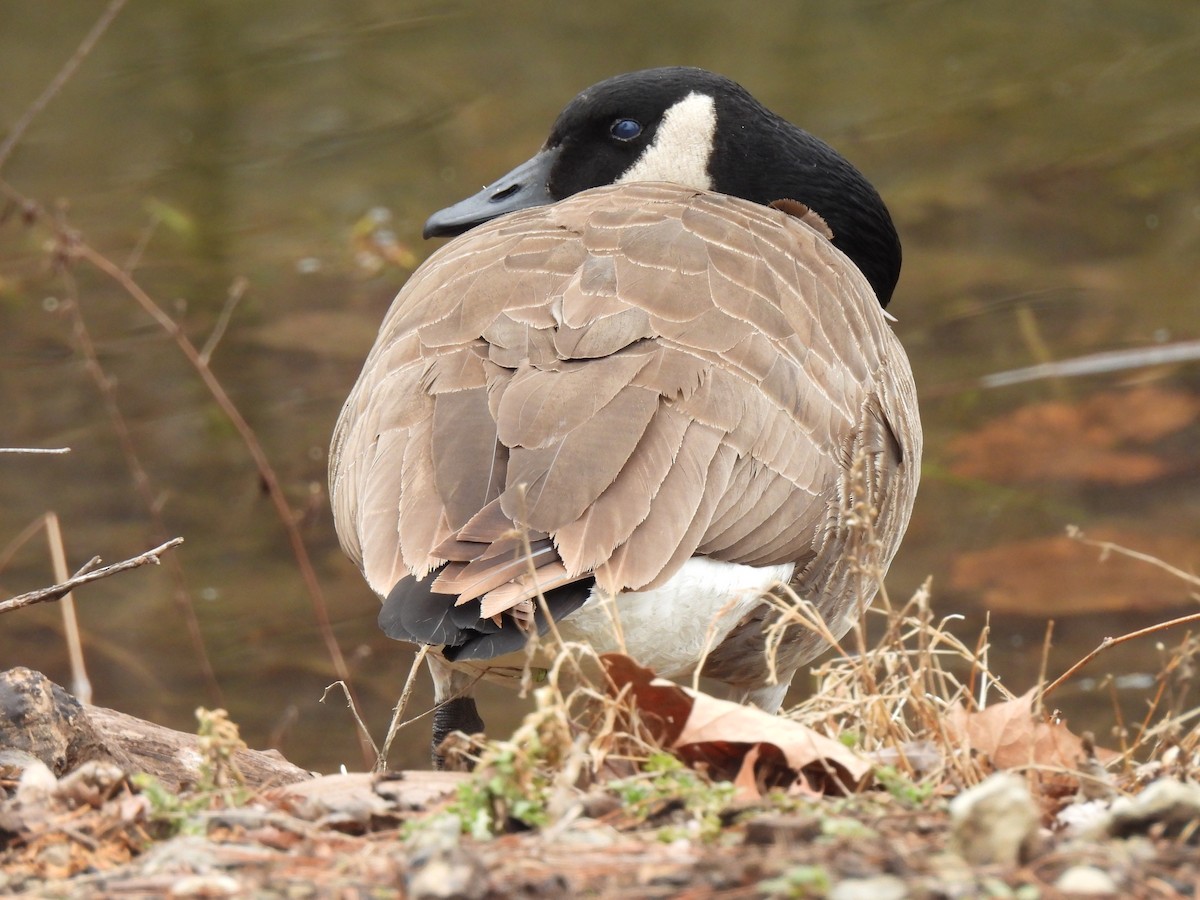 Canada Goose - ML651099526