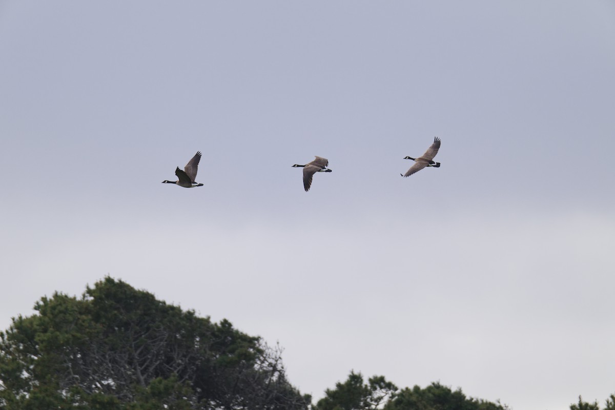 Canada Goose - ML651099623