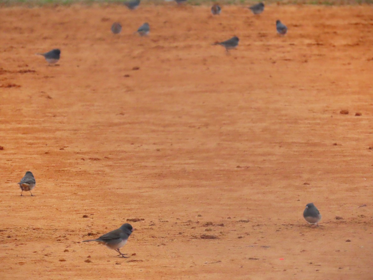 Dark-eyed Junco - ML651099876
