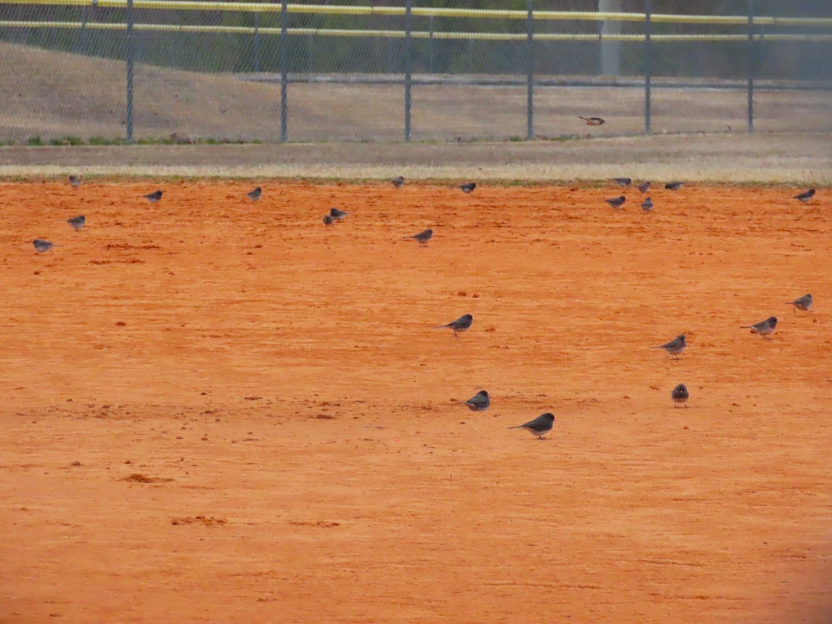 Dark-eyed Junco - ML651099877