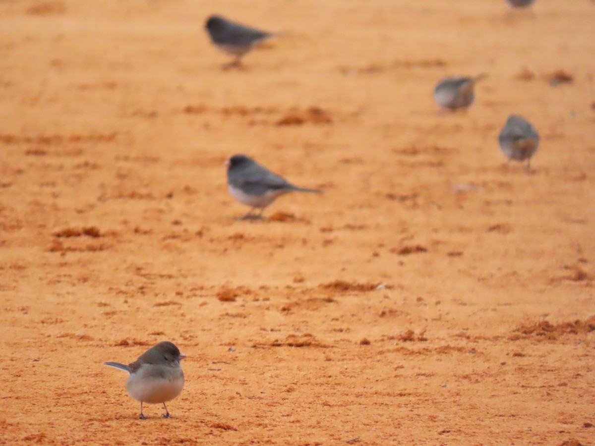 Dark-eyed Junco - ML651099878