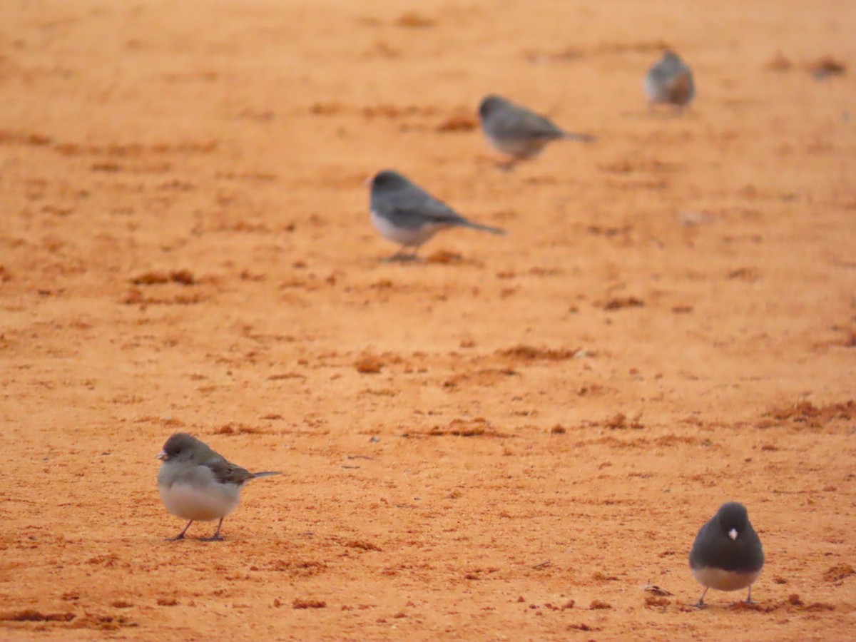 Dark-eyed Junco - ML651099880