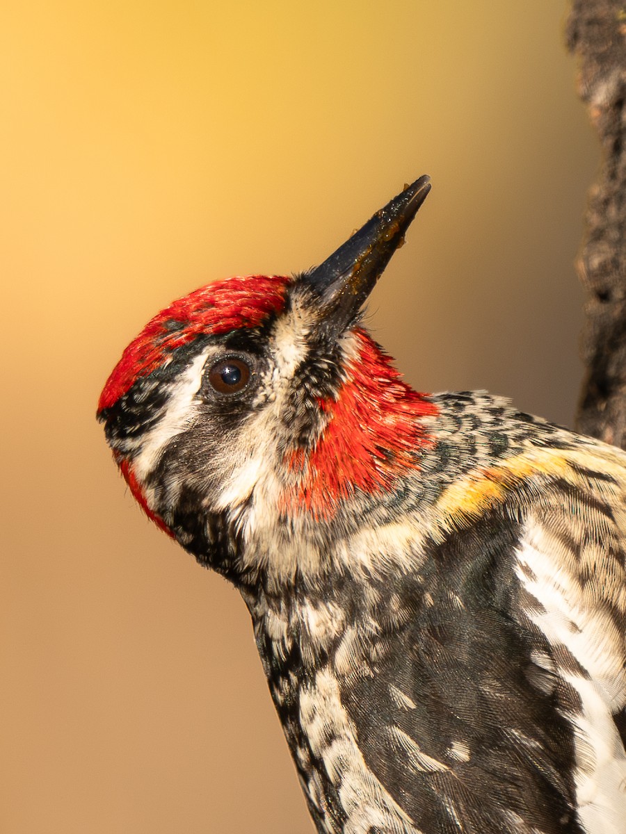 アカエリシルスイキツツキ - ML651099997