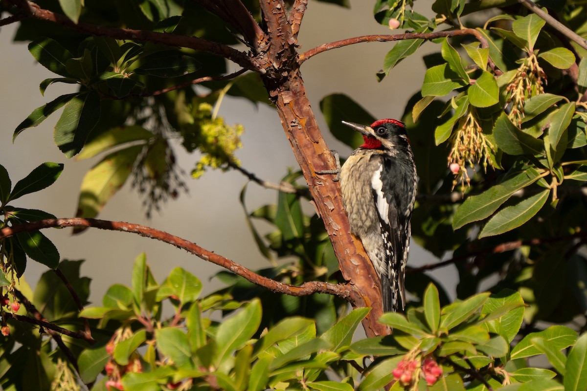 アカエリシルスイキツツキ - ML651099998