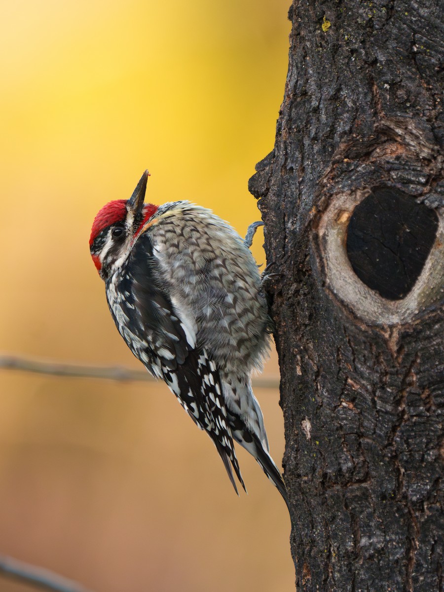 アカエリシルスイキツツキ - ML651099999