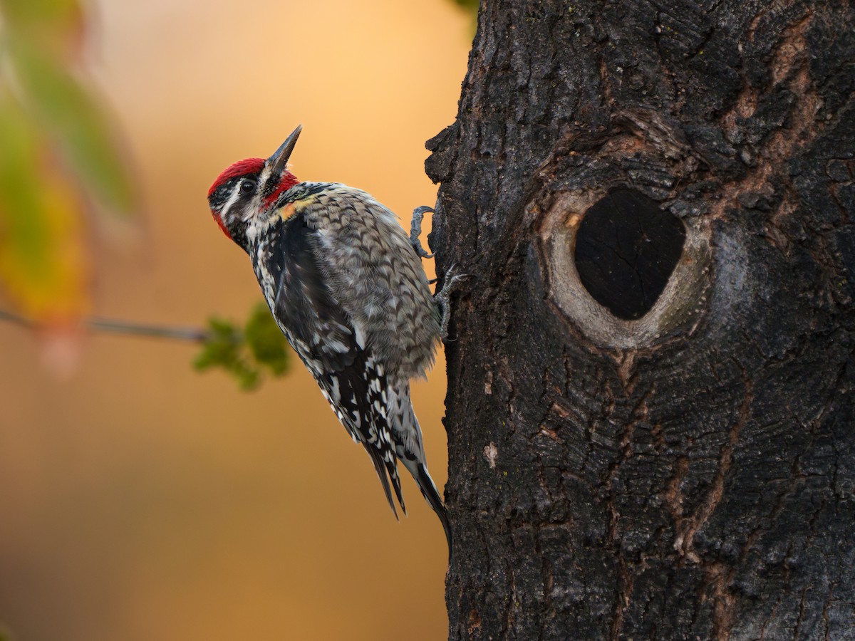 アカエリシルスイキツツキ - ML651100000