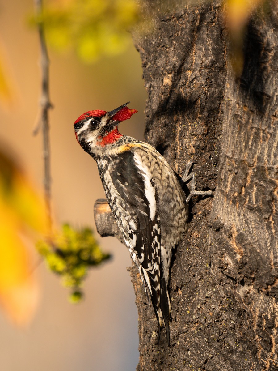 アカエリシルスイキツツキ - ML651100001