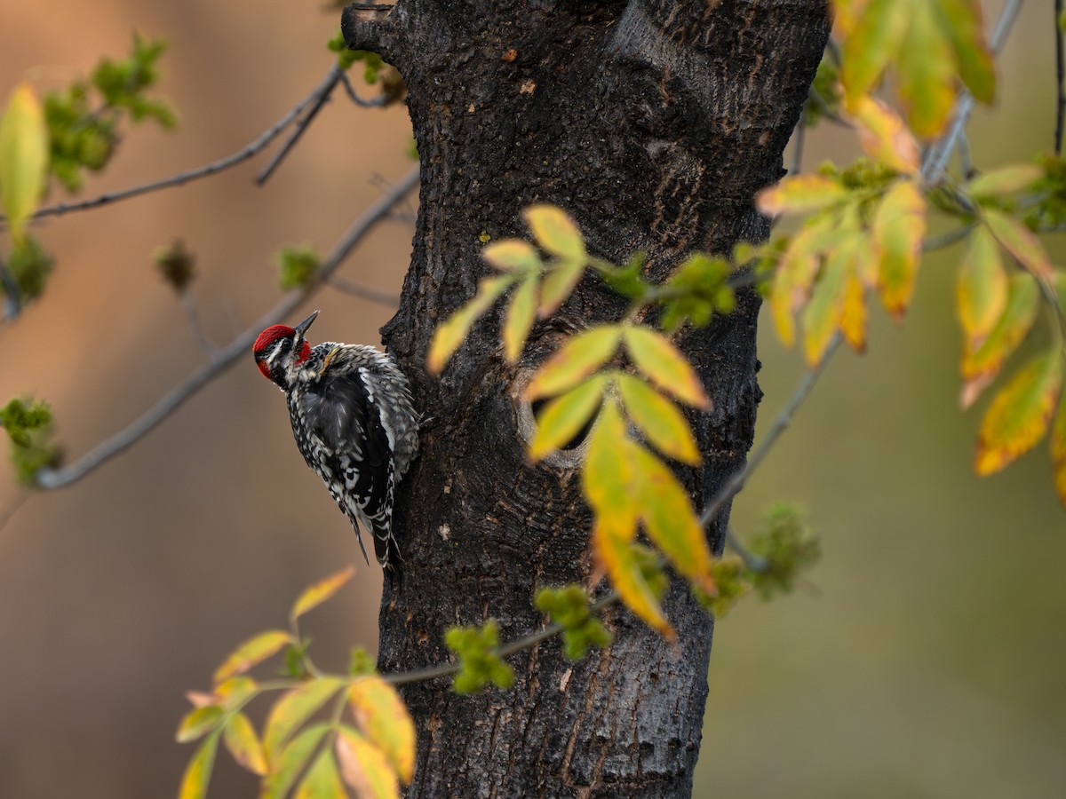アカエリシルスイキツツキ - ML651100003