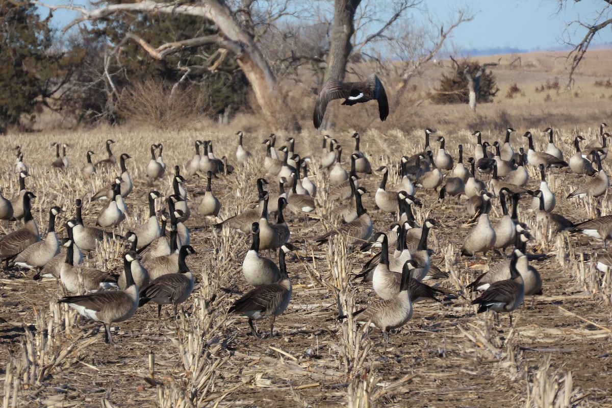 Canada Goose - ML651100063